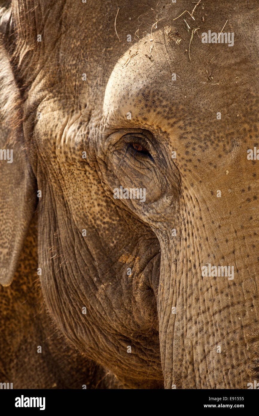 Elefante asiatico Foto Stock