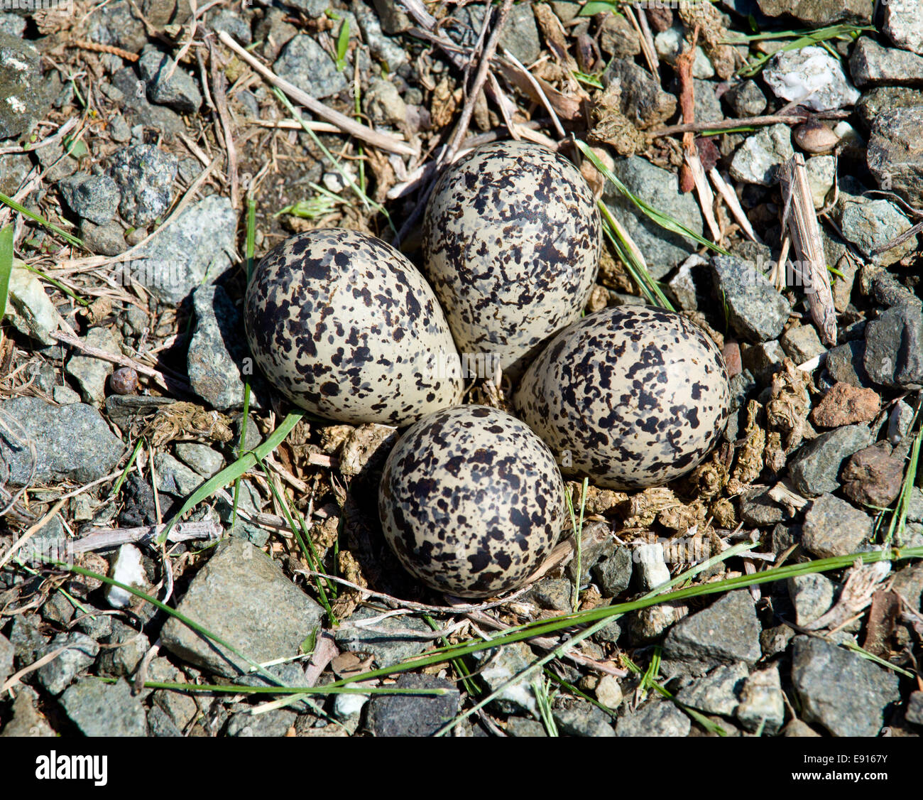 Killdeer uova di uccello nel nido Foto Stock