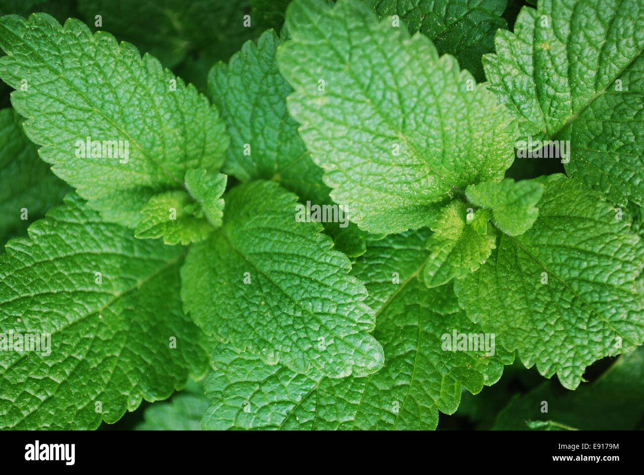 Balsamo di limone Foto Stock