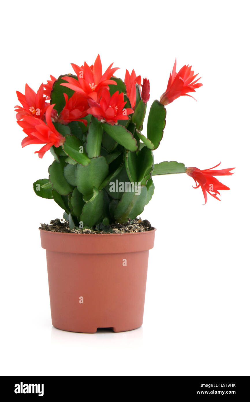 Cactus di natale. Schlumbergera. Foto Stock