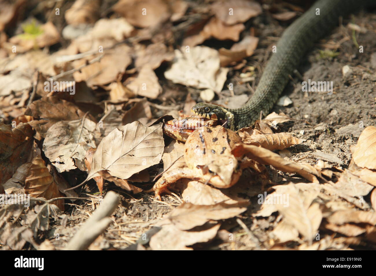 rana e serpente Foto Stock