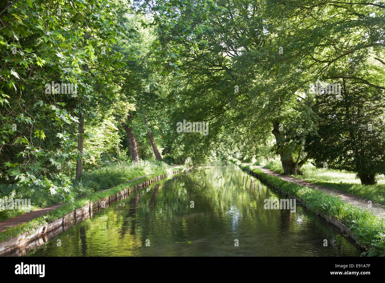 Alberi a strapiombo sul fiume Test in alta stagione a Mottisfont Romsey Foto Stock