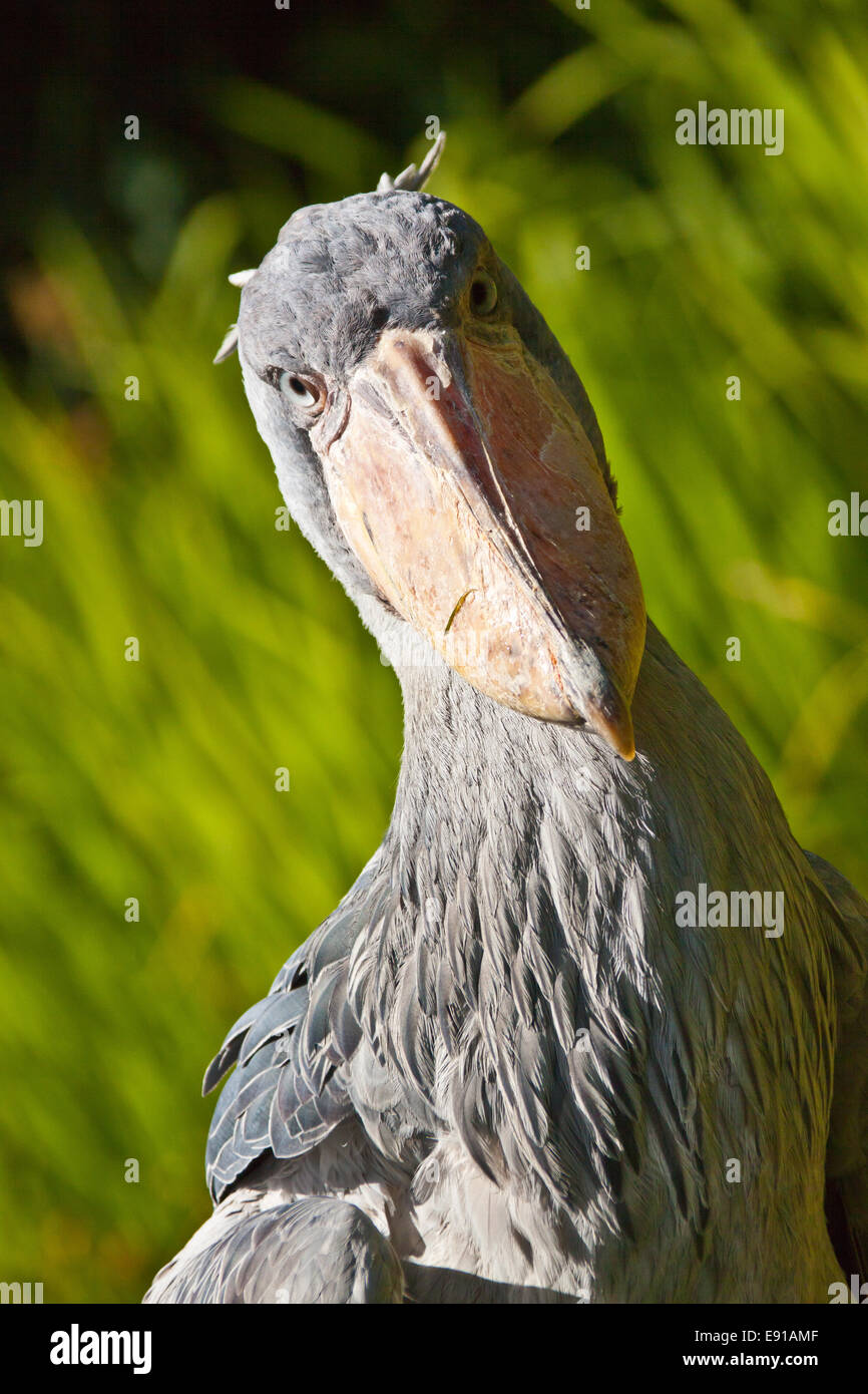 Shoebill, Whalehead (Balaeniceps rex) Foto Stock