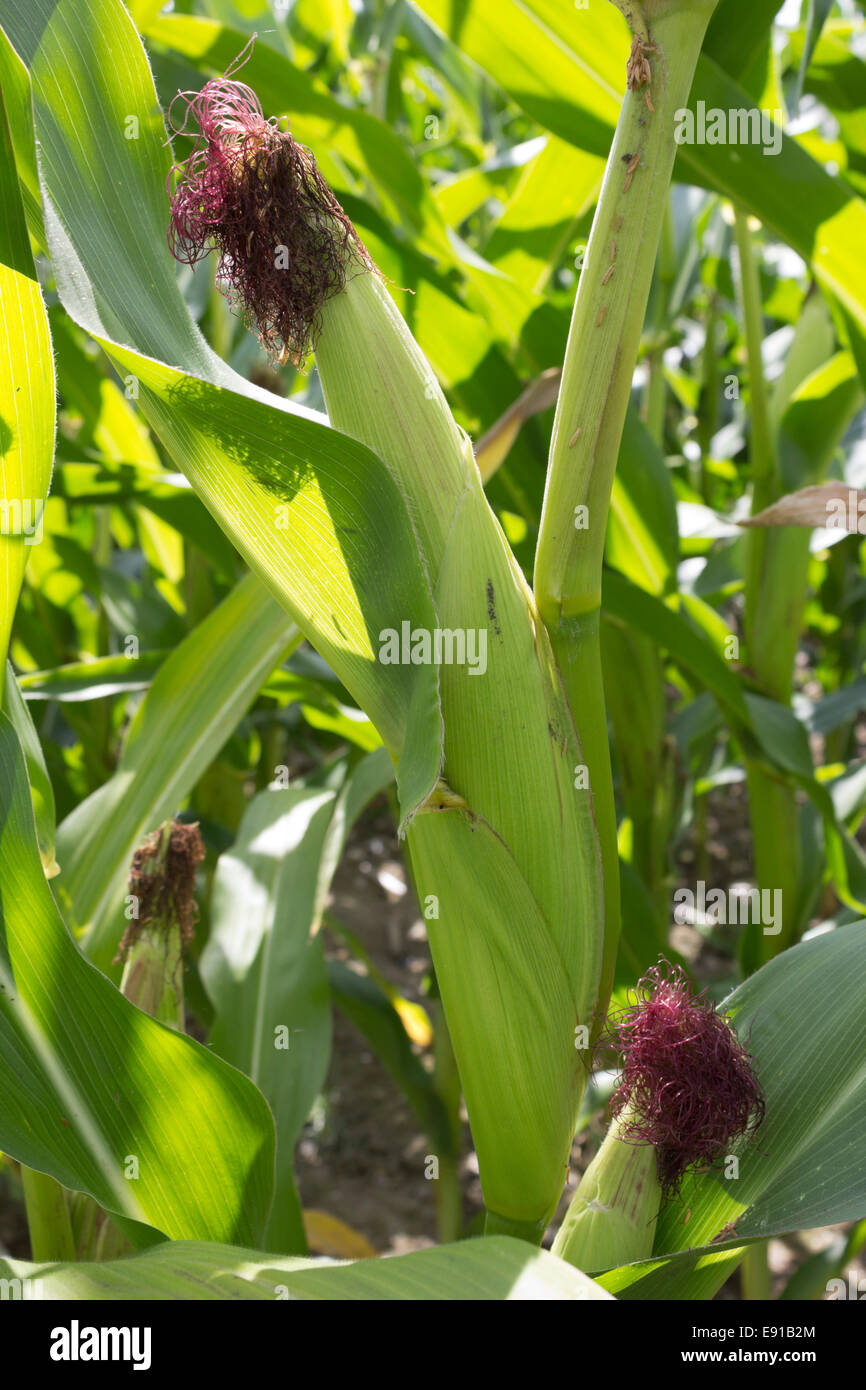 Spiga del granoturco dolce Foto Stock