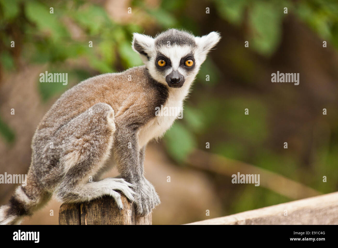 Mantled (guereza Colobus guereza) Foto Stock