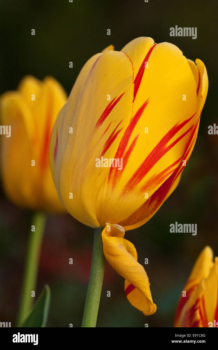 Tulipani gialli Foto Stock