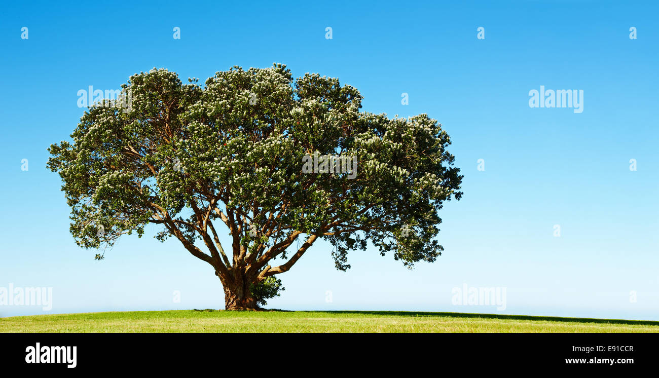 Lonely fioritura tree sul campo verde Foto Stock