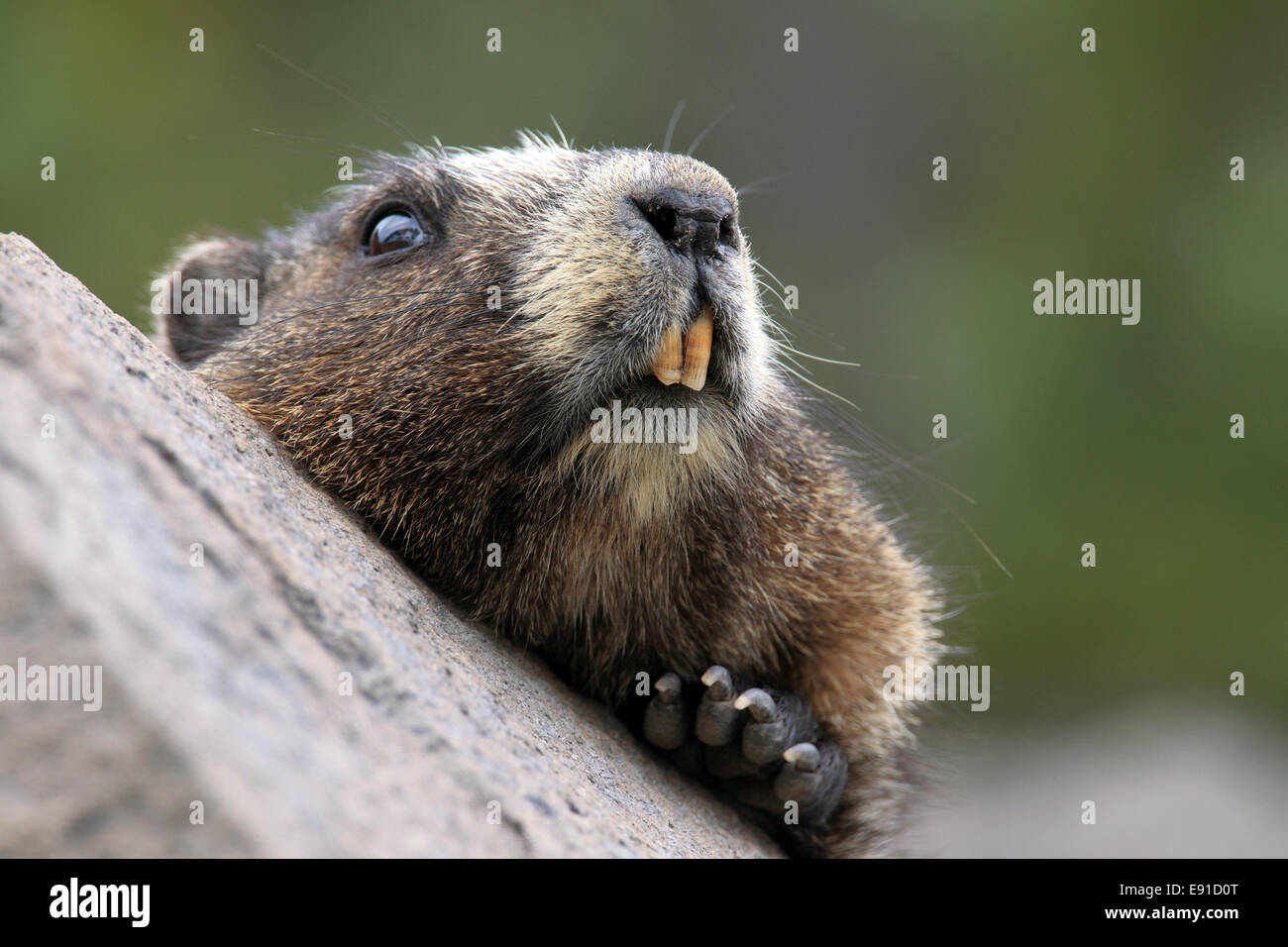 Marmotta di ventre giallo Mt.Rainier NP Foto Stock