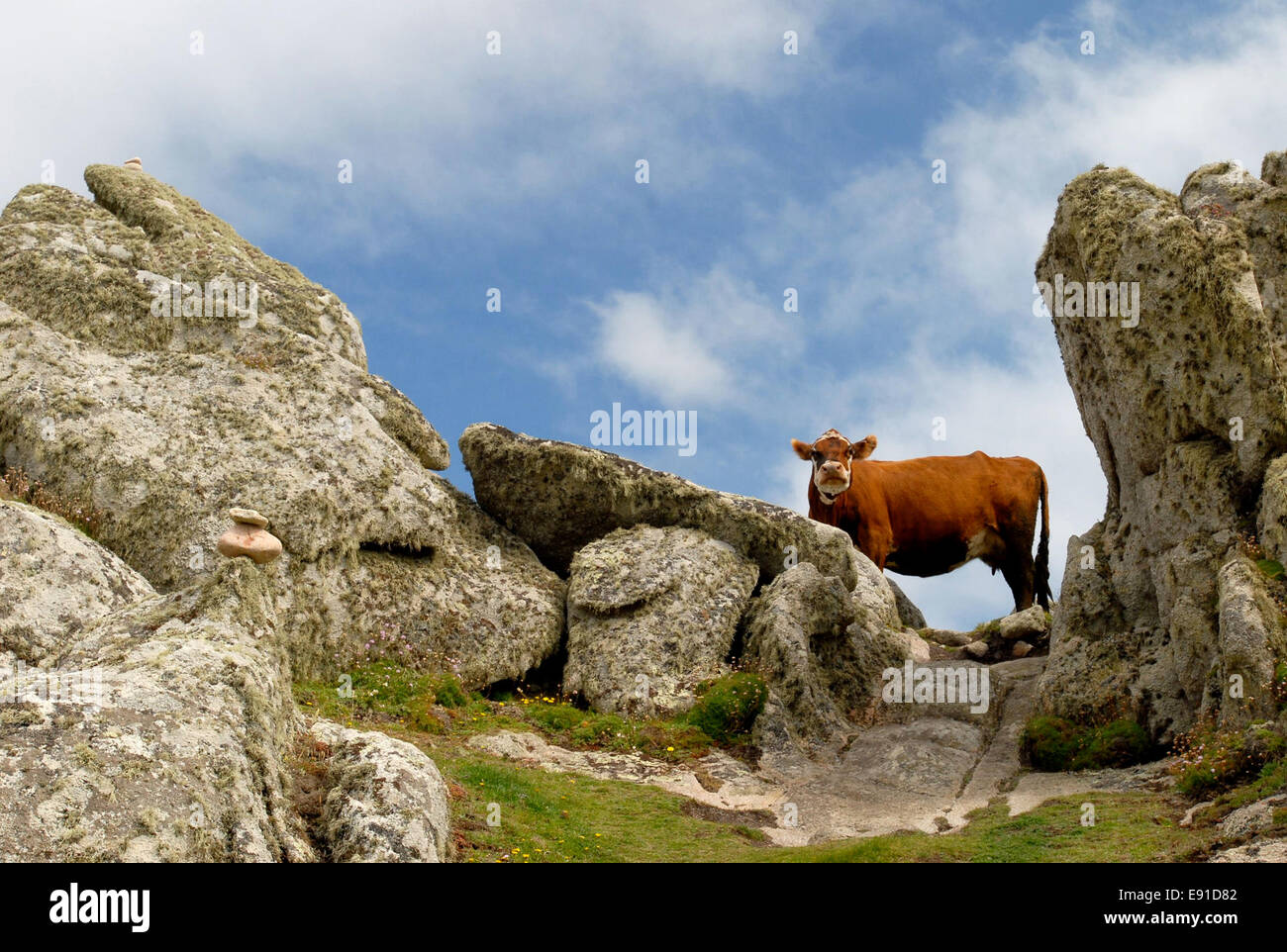 Vacca Ayreshire su St Agnes Isole Scilly Foto Stock