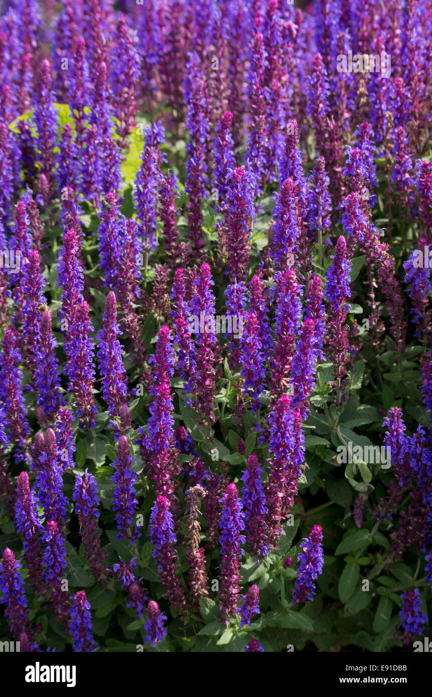 La Salvia sensazione blu cielo Foto Stock