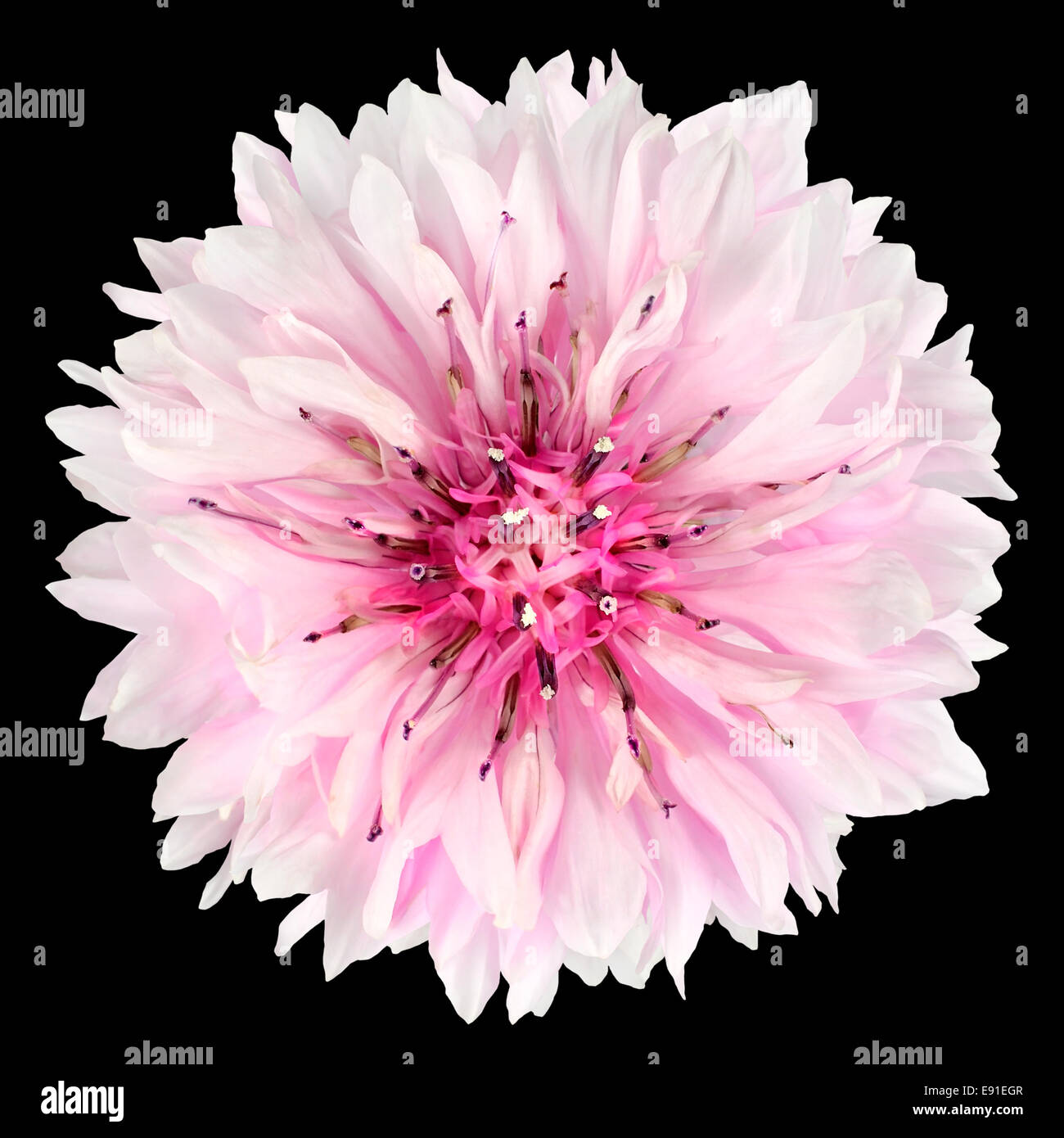 Rosa fiori di fiordaliso isolati su sfondo nero. Centaurea cyanus flowerhead millefiori su sfondo semplice Foto Stock