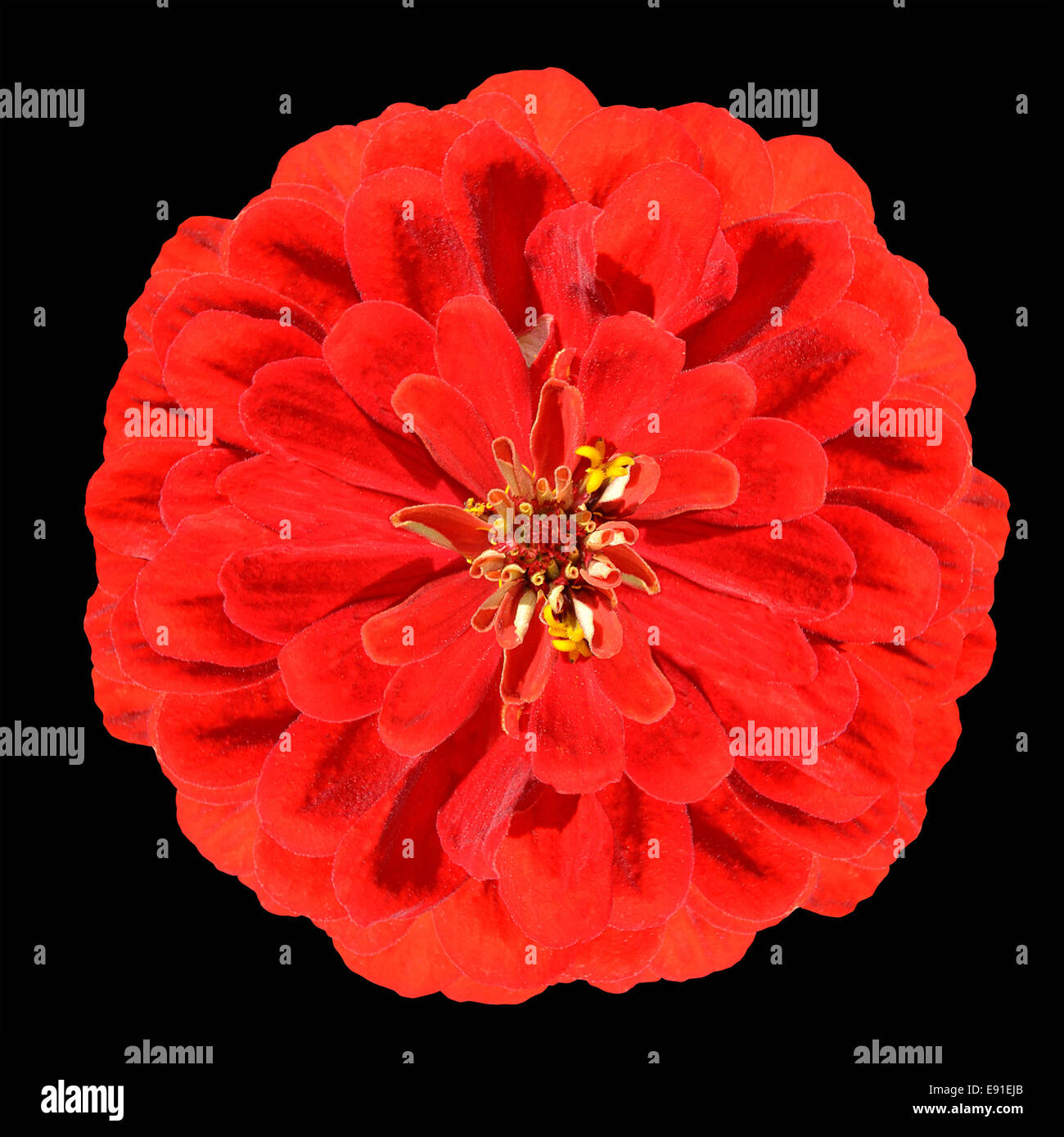 Fioritura Red Zinnia Elegans fiore isolato su sfondo nero Foto Stock