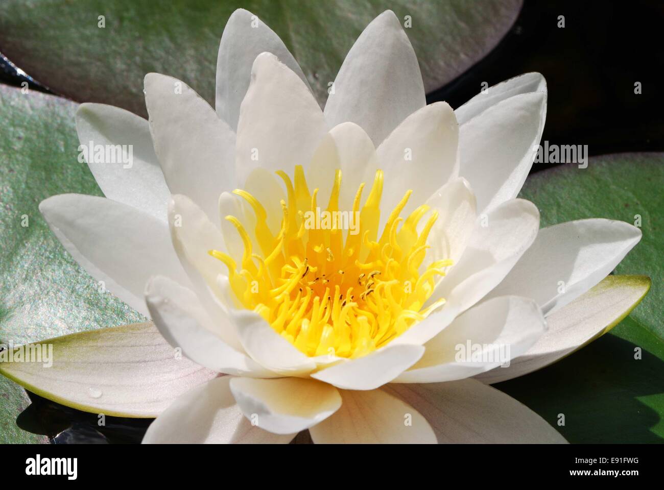 Bianco fiore di loto Foto Stock