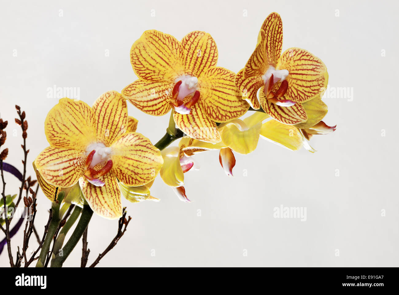 Fiori dell'orchidea Foto Stock