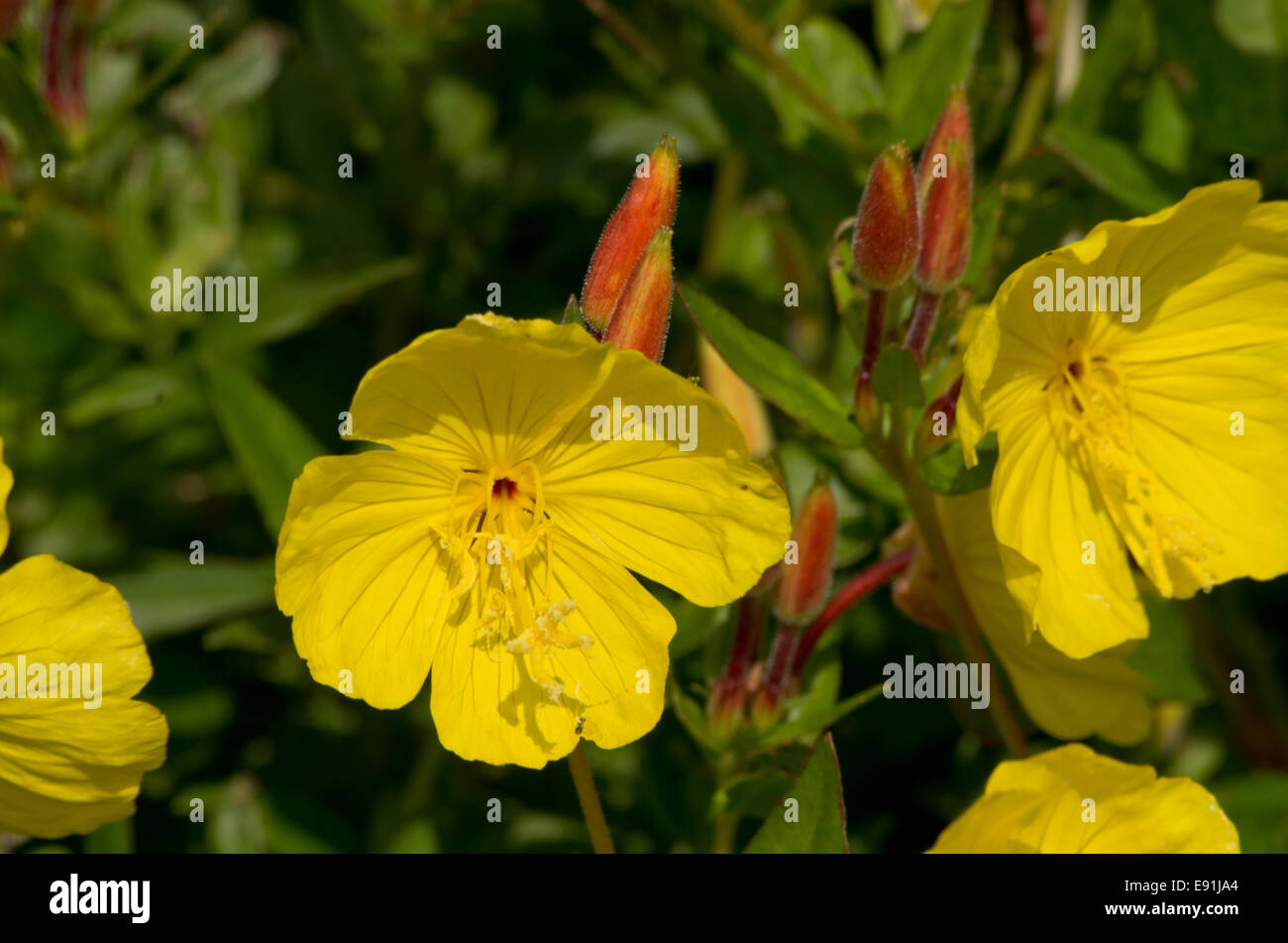 Oenothera fructicosa il Fiume Giallo Foto Stock