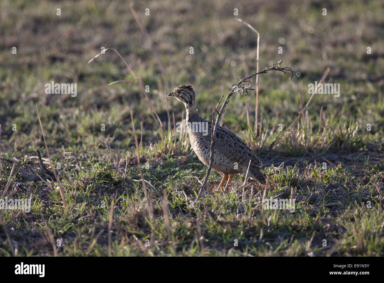 Crested Francolin Foto Stock