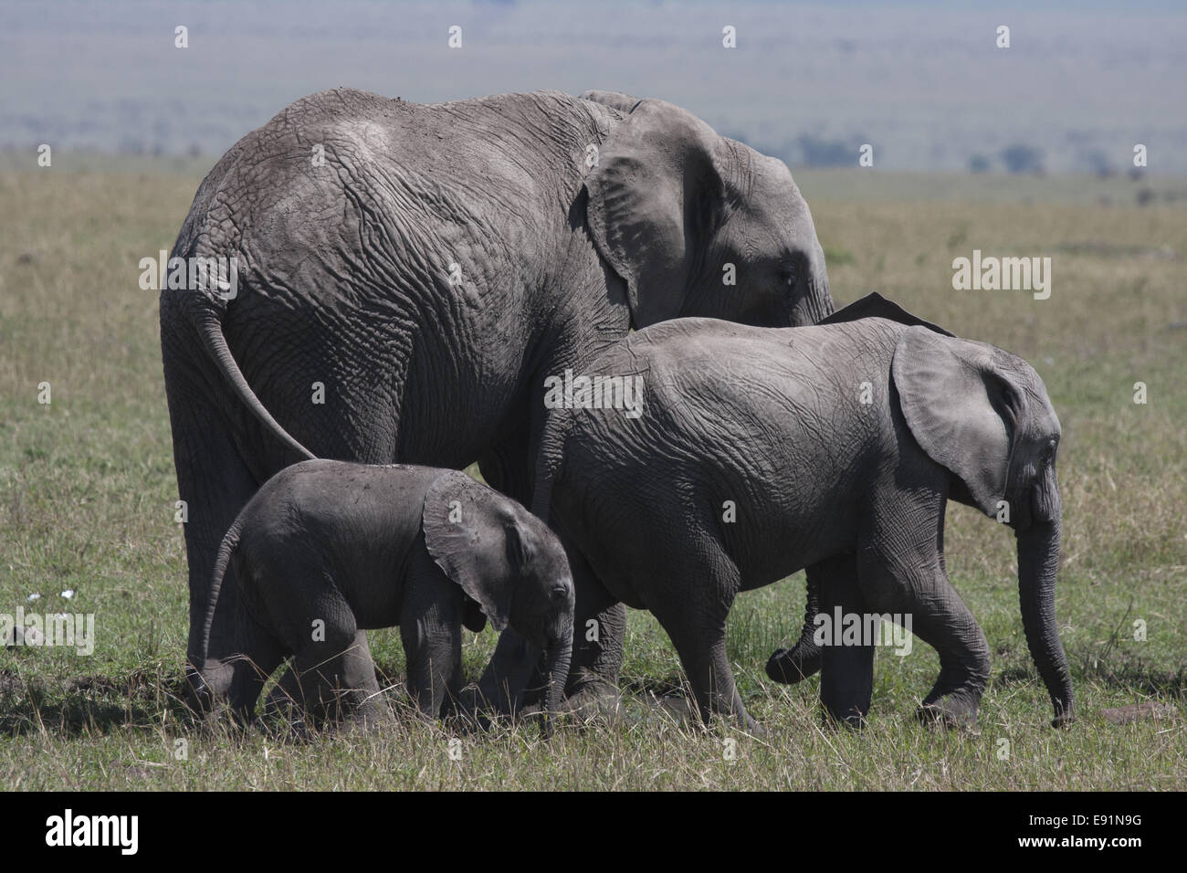 Gruppo di Elefants africana di età diverse Foto Stock