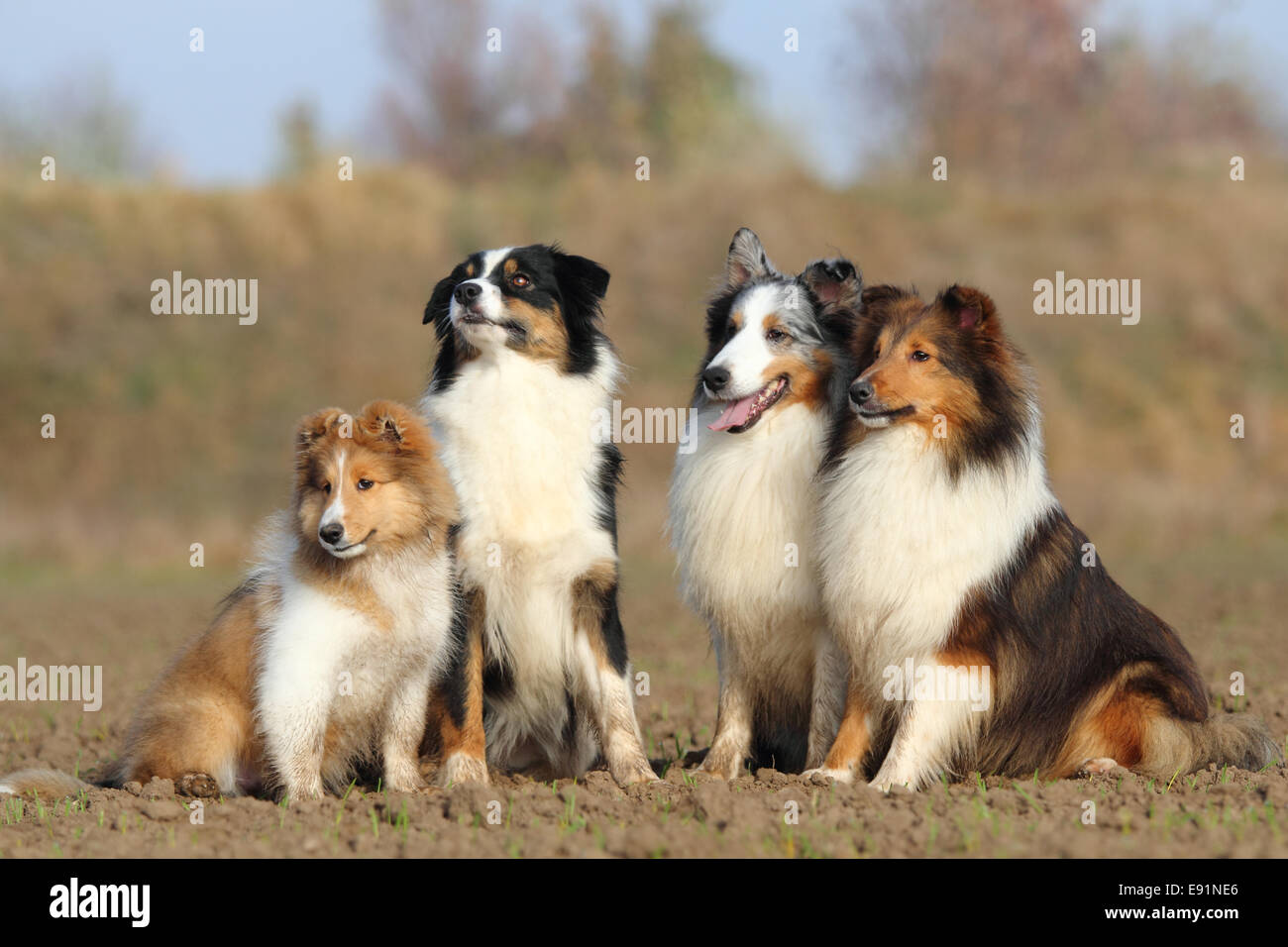 Shetland Sheepdog e pastore australiano Foto Stock