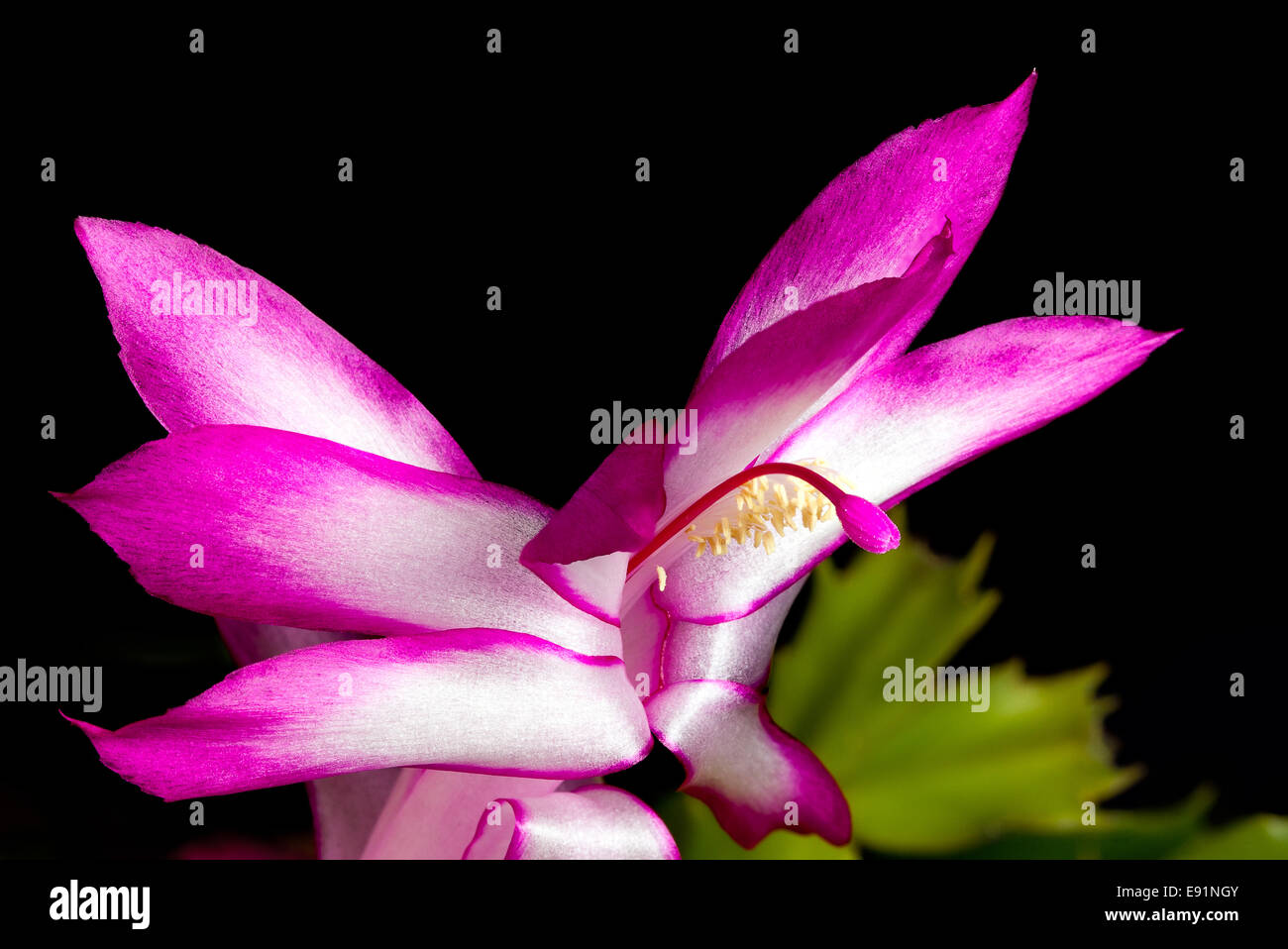 Natale fiore di cactus Foto Stock