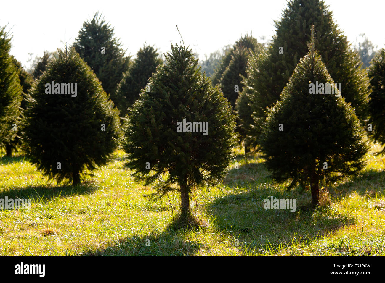 Fraser Abete albero di natale in fattoria Foto Stock