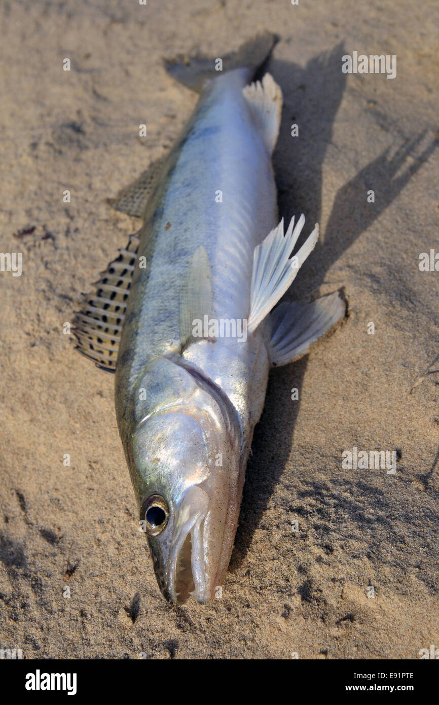 Luccio distesi sulla sabbia Foto Stock