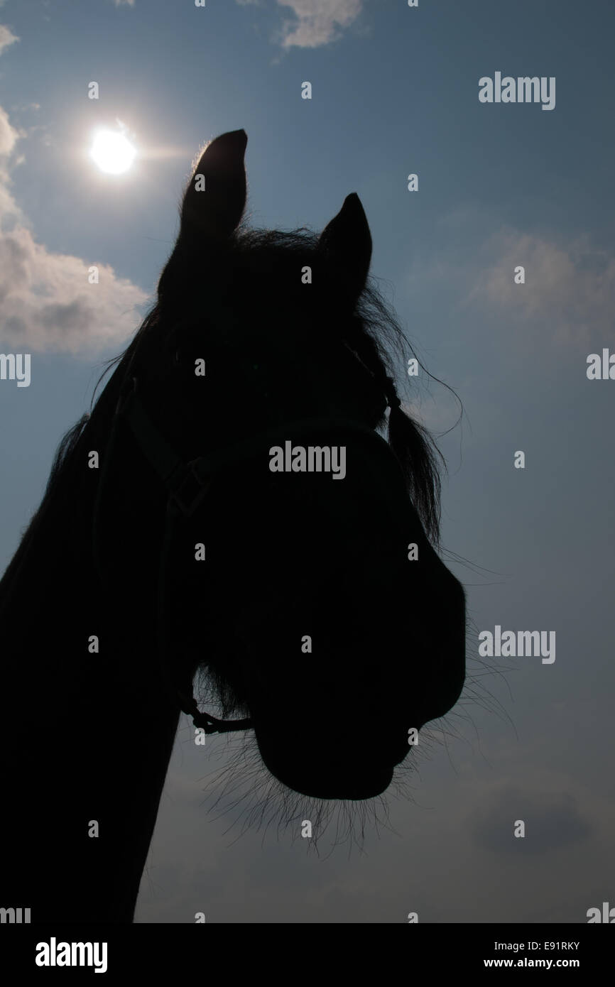 Horseportrait - silhouette Foto Stock
