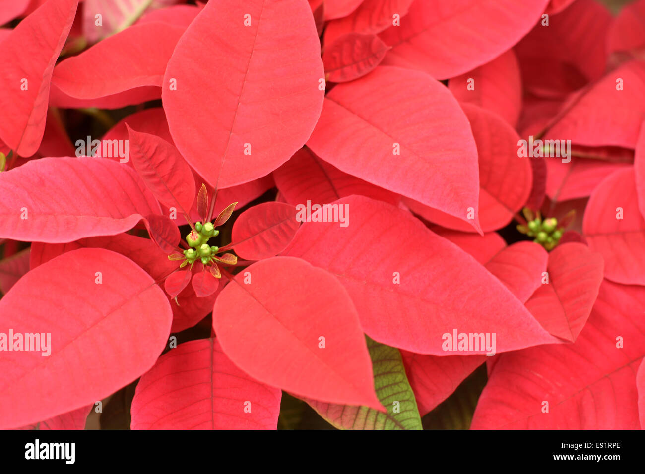 Spilla Fiore Rosso A Pois Con Bottone Blu Per Bambina Fatta A Mano