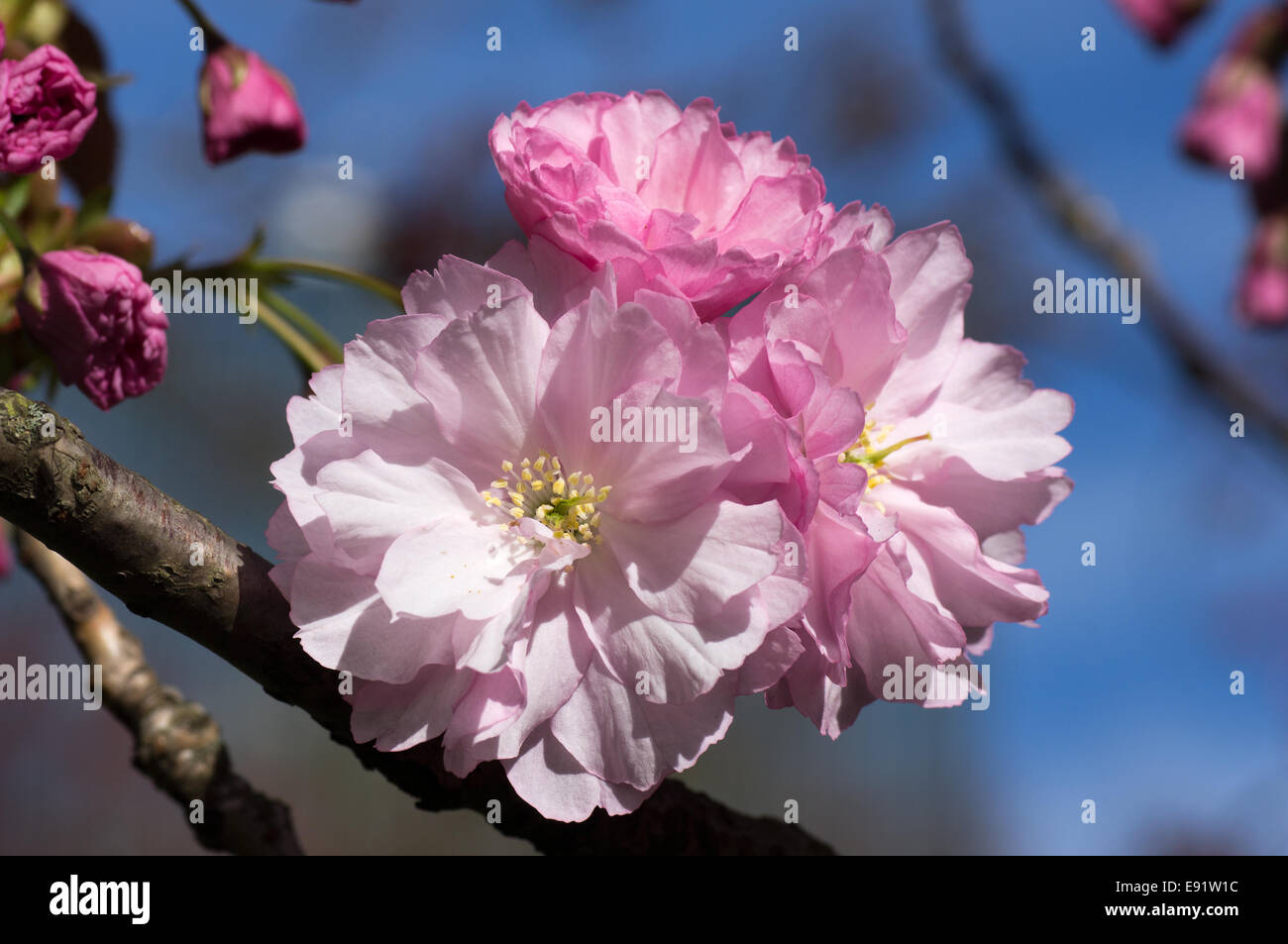 Mandorlo blossom Foto Stock