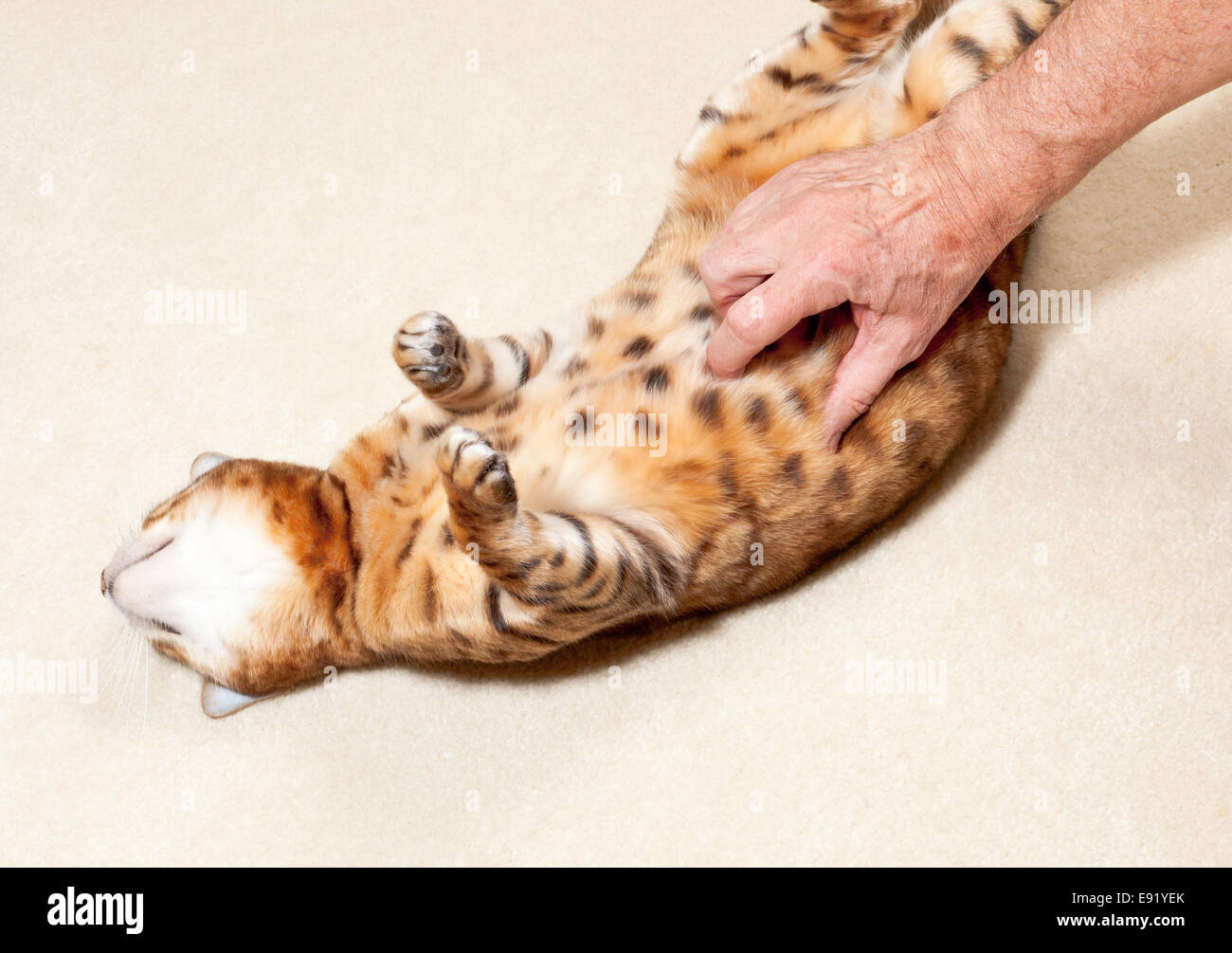 Il Bengala gattino avente pancia strofinato Foto Stock