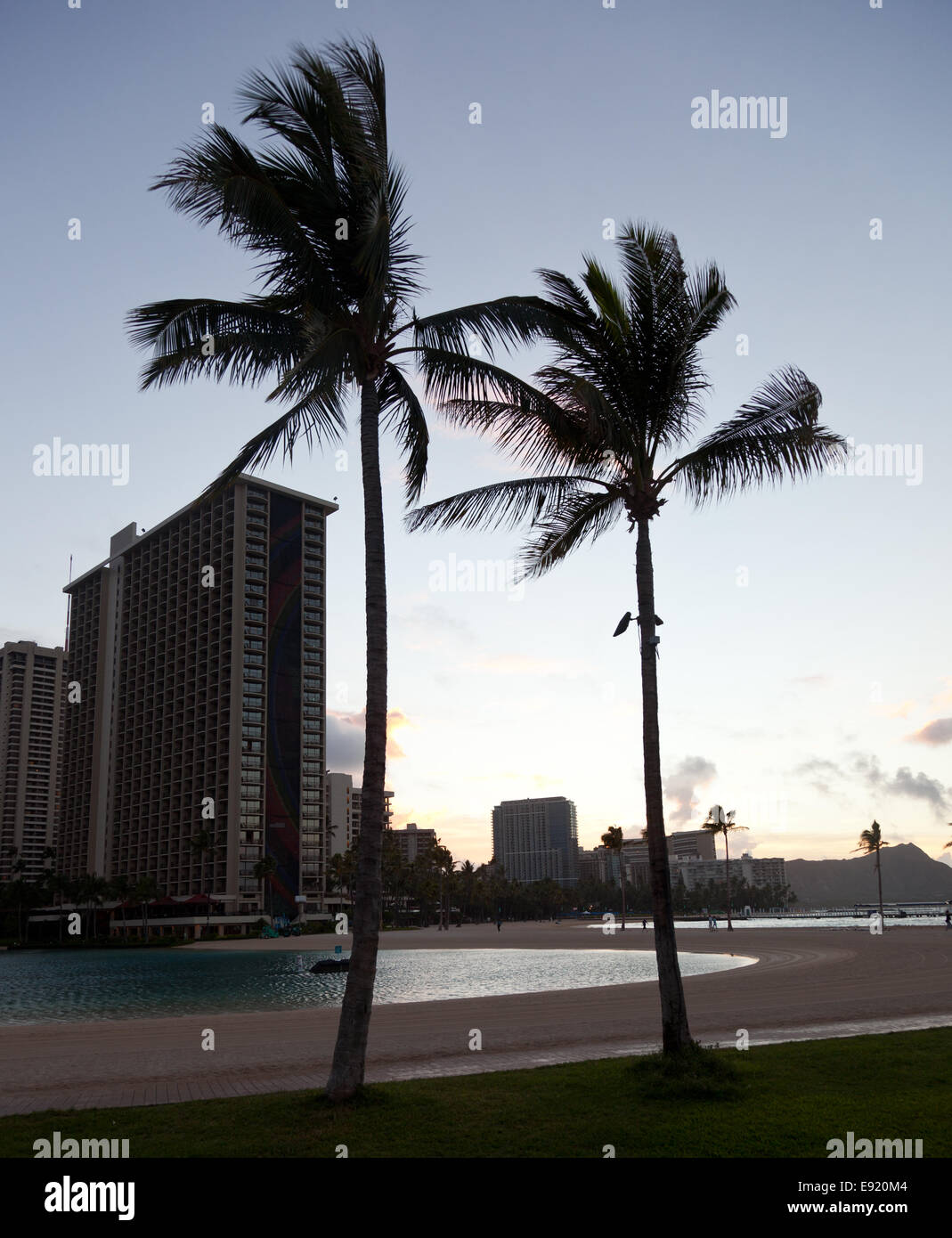 Alberi di Palma all'alba in Waikiki Foto Stock