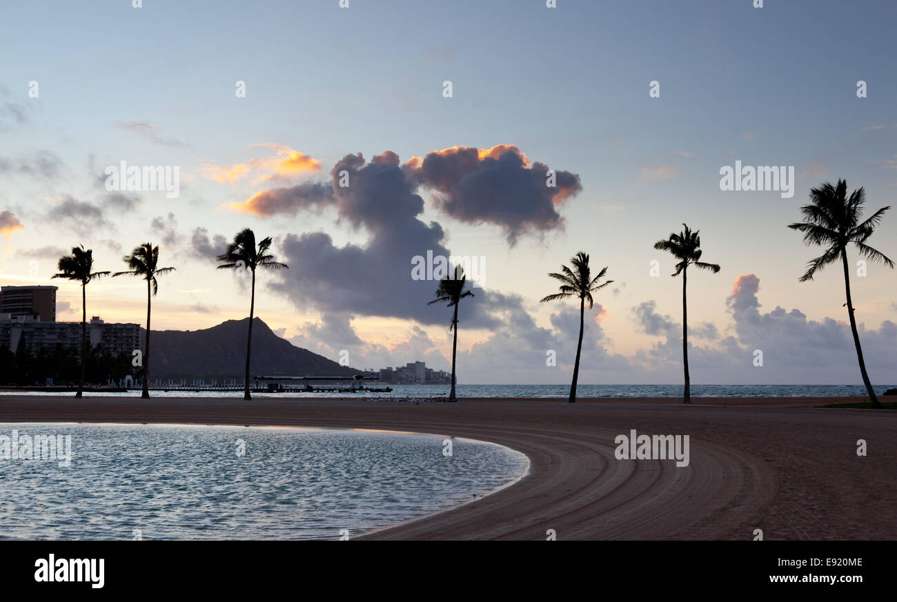 Alberi di Palma all'alba in Waikiki Foto Stock