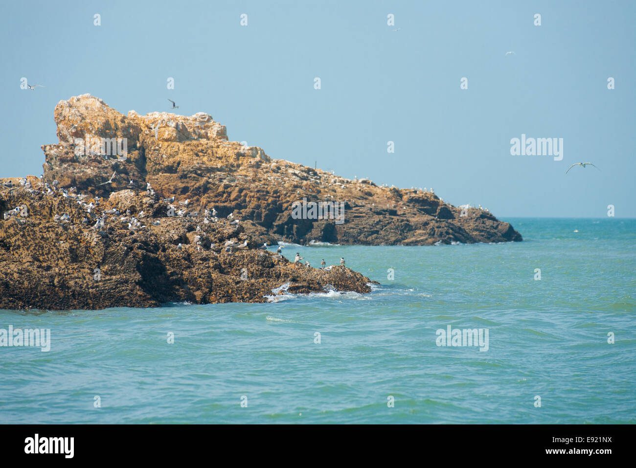 Isolotto roccioso Crested Tern massa di accoppiamento Foto Stock
