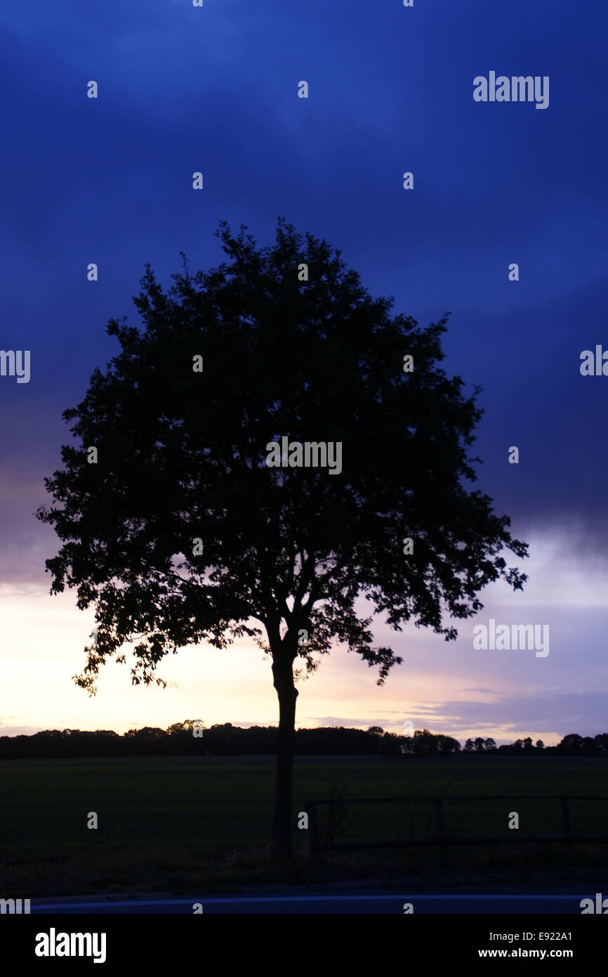 Tree-Silhouette nella parte anteriore del drastico sky Foto Stock