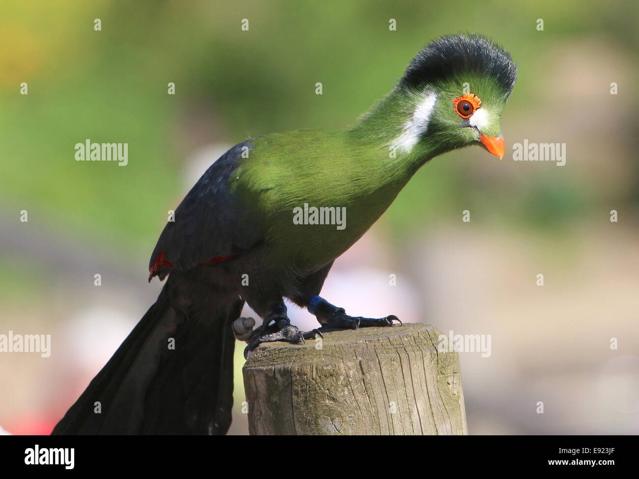 Captive bianco-cheeked's Turaco (Tauraco leucotis) durante un uccello dimostrazione presso lo zoo di avifauna, Paesi Bassi Foto Stock