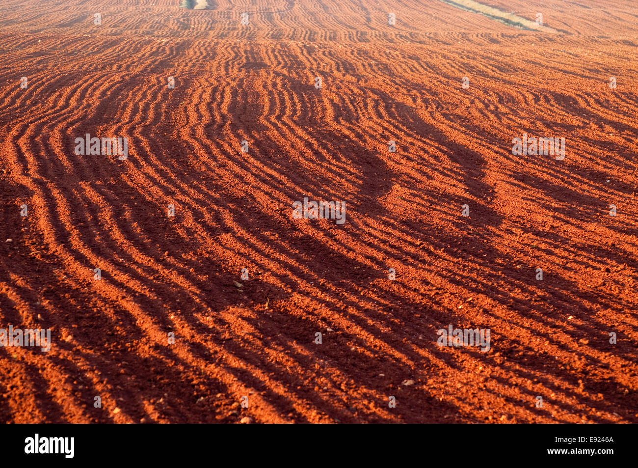 Terra di Siena Foto stock - Alamy