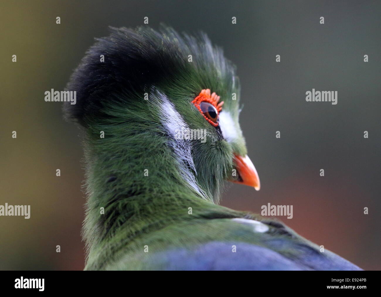 Bianco-cheeked's Turaco (Tauraco leucotis) Guardando sopra la sua spalla, dettagliata close-up della testa e degli occhi Foto Stock