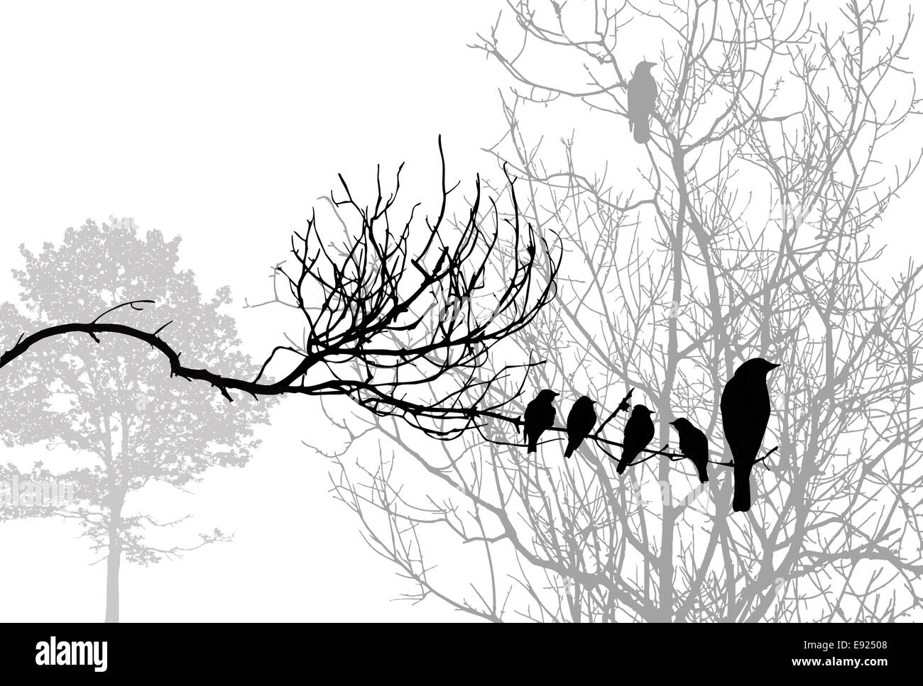 Silhouette di uccelli sul ramo di legno Foto Stock