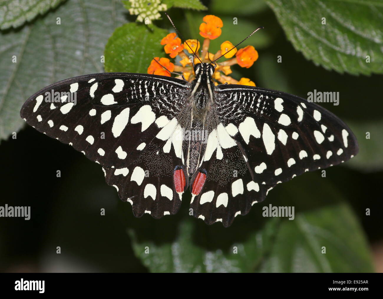 A coda di rondine a scacchi (Papilio demoleus) a.k.a. Succo di limone o lime a coda di rondine o piccole farfalle di agrumi, di alimentazione su un fiore Foto Stock