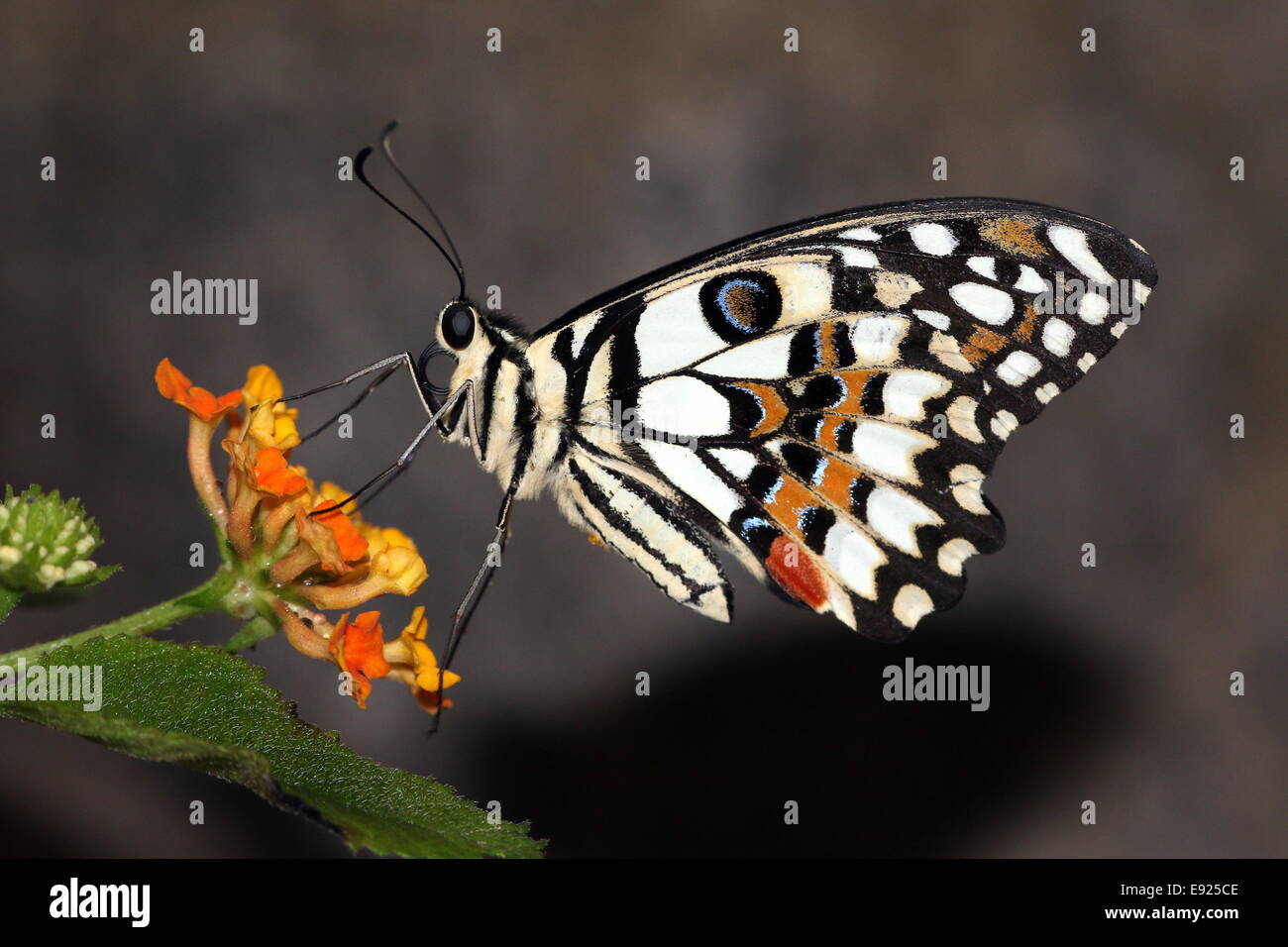 A coda di rondine a scacchi (Papilio demoleus) a.k.a. Succo di limone o lime a coda di rondine o piccole farfalle di agrumi, di alimentazione su un fiore Foto Stock