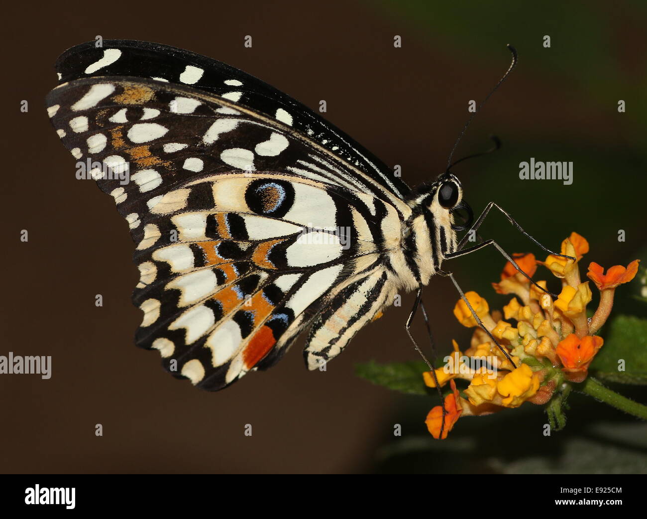 A coda di rondine a scacchi (Papilio demoleus) a.k.a. Succo di limone o lime a coda di rondine o piccole farfalle di agrumi, di alimentazione su un fiore Foto Stock