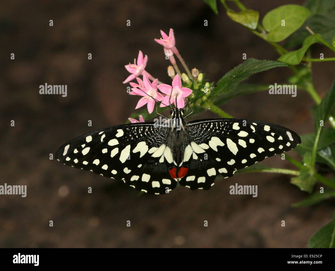 A coda di rondine a scacchi (Papilio demoleus) a.k.a. Succo di limone o lime a coda di rondine o piccole farfalle di agrumi, di alimentazione su un fiore Foto Stock