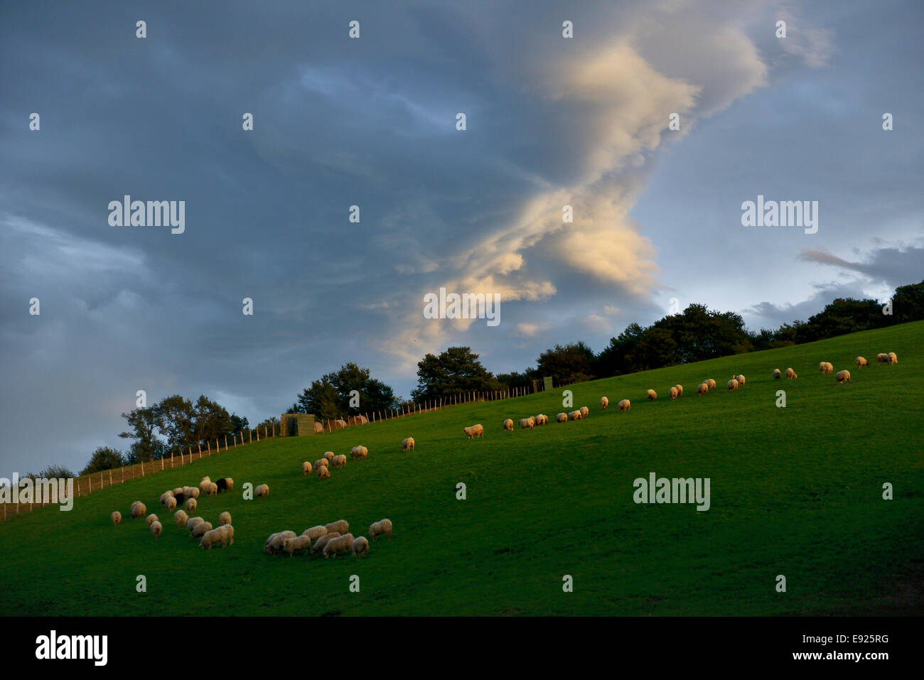 Francia, Pays Basque, dei Pirenei atlantici, Labord, gregge di pecore in pascoli di montagna al crepuscolo Foto Stock