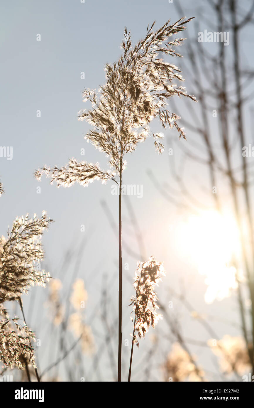 Erbe e sole al mattino Foto Stock