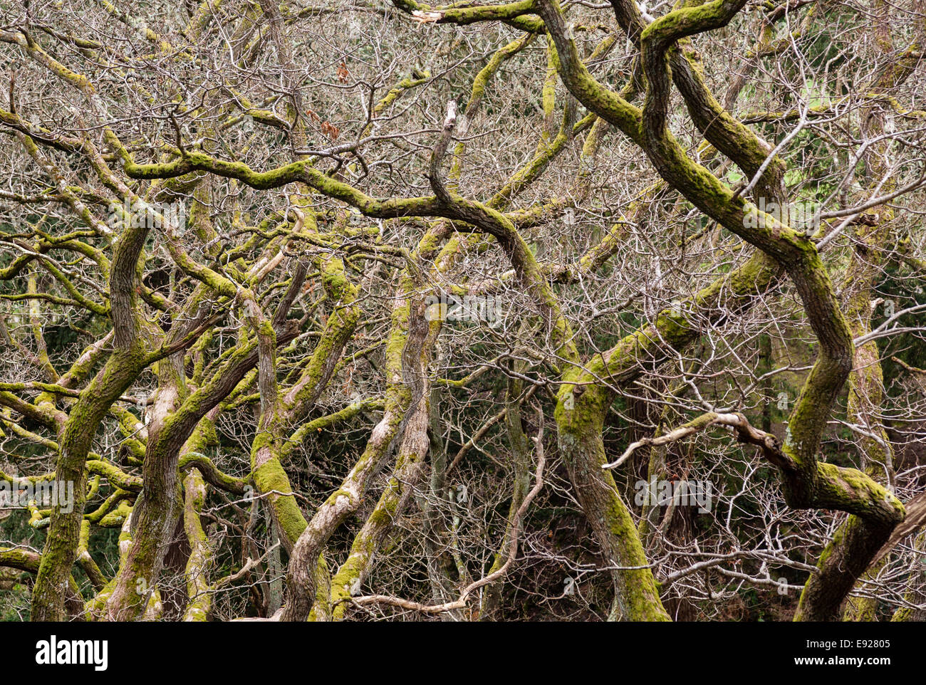 Nodose dei rami di molti alberi Foto Stock