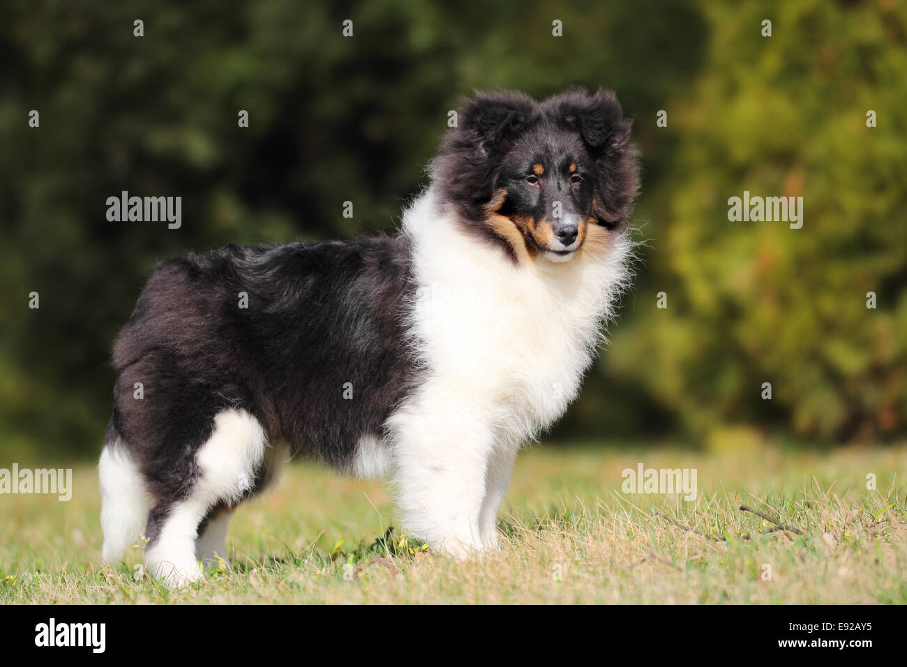 American Shetland Sheepdog cucciolo Foto Stock