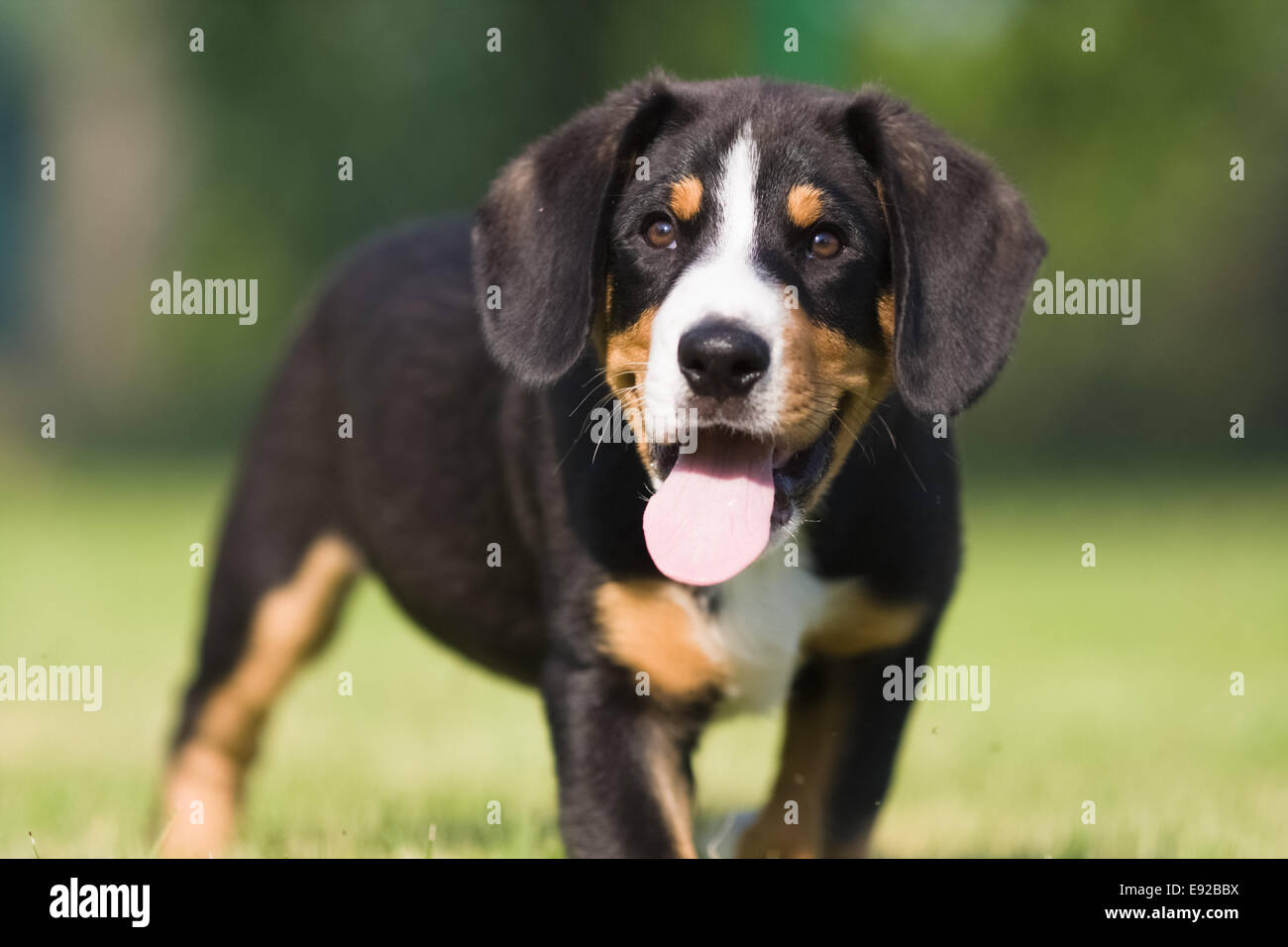 Ritratto di una montagna di cucciolo di cane Foto Stock