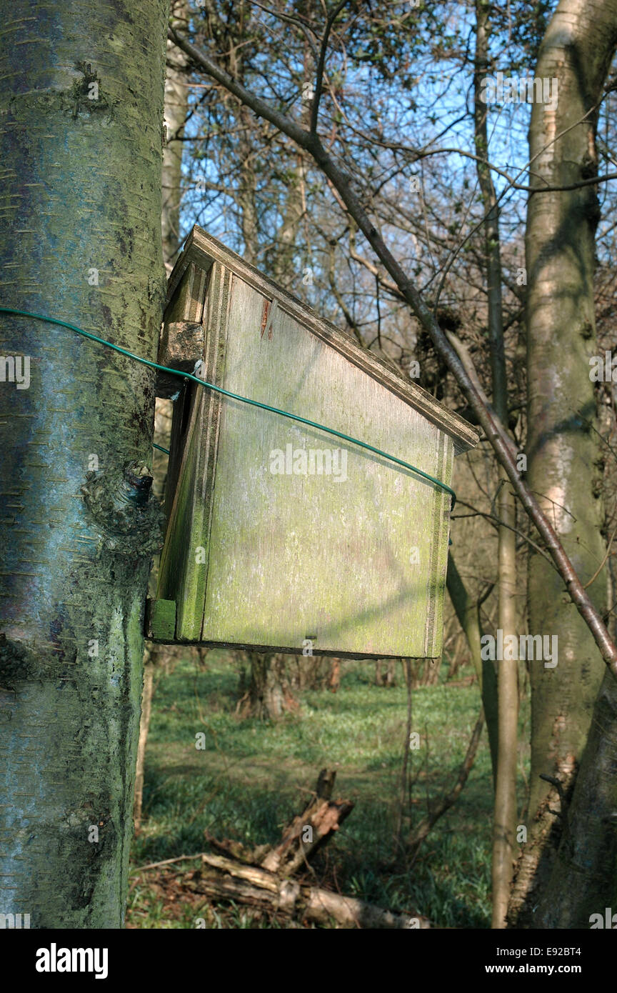 Hazel Ghiro - Muscardinus avellanarius Foto Stock