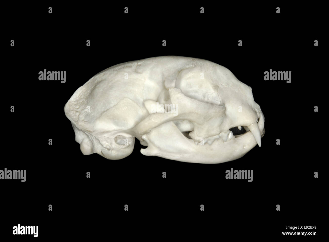 Cat cranio - Felis silvestris catus Foto Stock