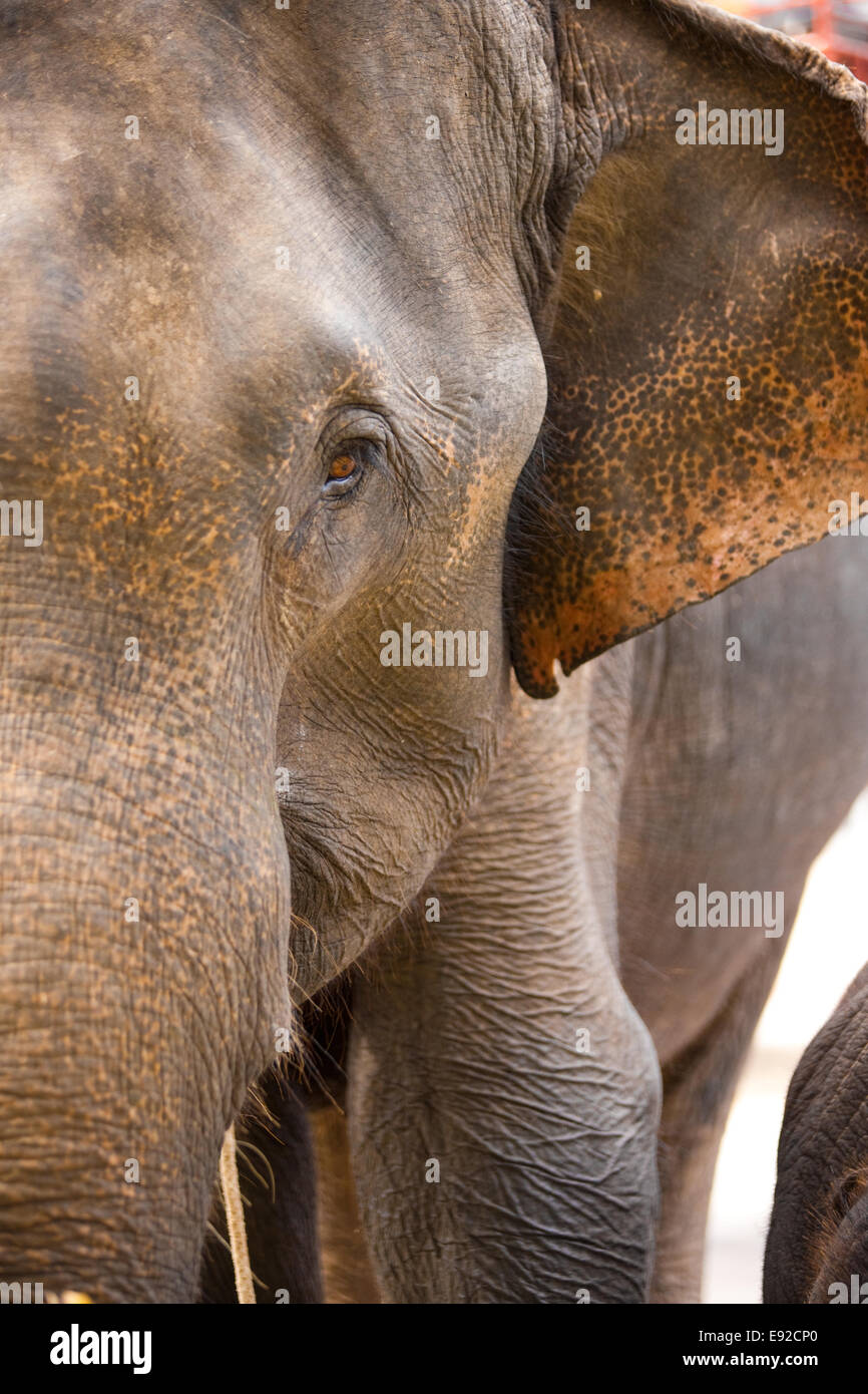 Elephant Closeup METÀ FACCIA Foto Stock