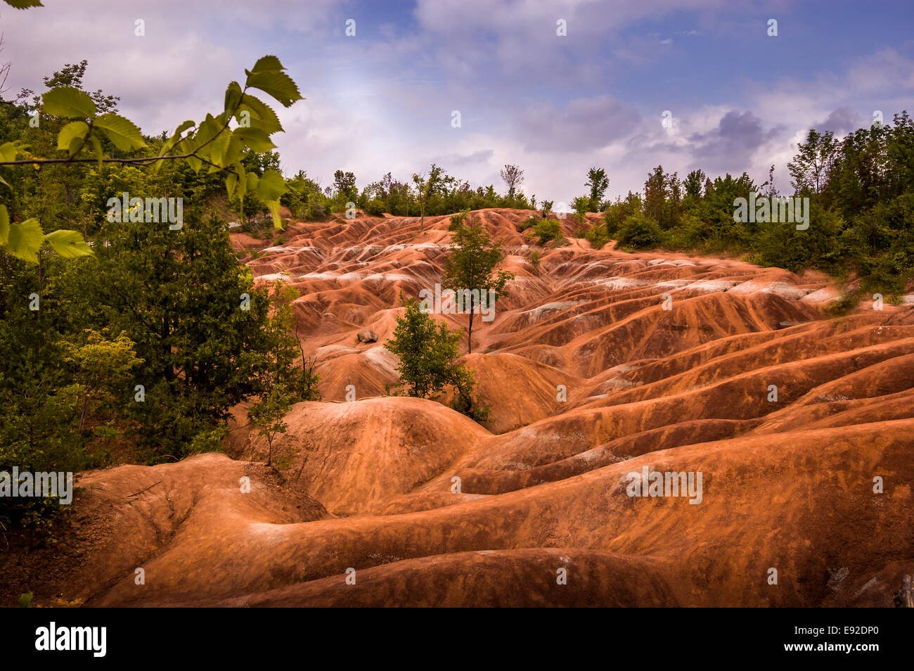 Cheltenham Badlands. Situato a Caledon Ontario Canada questo colorato di rosso il suolo è il risultato di depositi di ossido di ferro. Foto Stock
